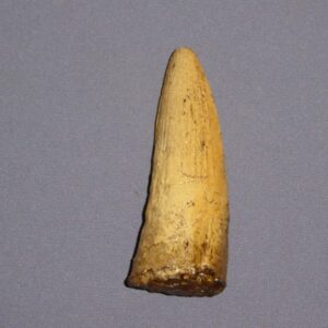 spinosaurus tooth fossil replica T31A