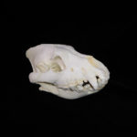 spotted-hyena-female-skull-CA16709
