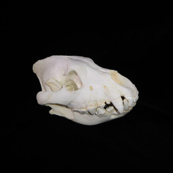 spotted hyena female skull