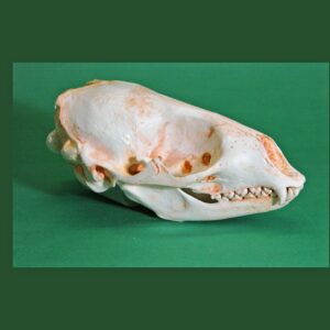 Spotted seal skull replica is 7.9 x 4.7 x 3.5 ins. Phoca largha is a museum-quality polyurethane cast from a CAS specimen.