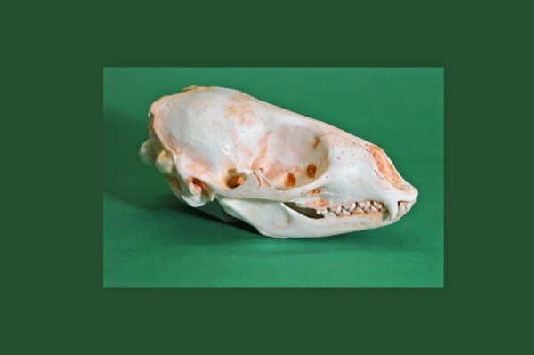 spotted-seal-skull-replica-RS428 Spotted seal skull replica is 7.9 x 4.7 x 3.5 ins. Phoca largha is a museum-quality polyurethane cast from a CAS specimen.