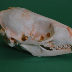 spotted fur seal skull replica close up RS428