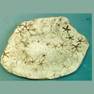starfish seafloor segment replica