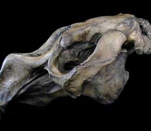 Steller's sea cow skull replica measures 24.0 x 13.0 x 23.6 in. Hydrodamalis gigas skull is museum-quality polyurethane resin cast of a UCB specimen.