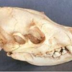 striped-hyena-female-skull-female-ca09530-CnhkY-GiMkB-ShgCO