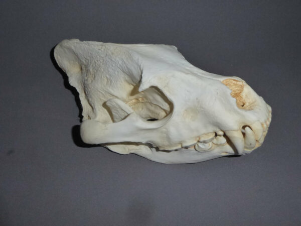 striped hyena male skull replica ca26428
