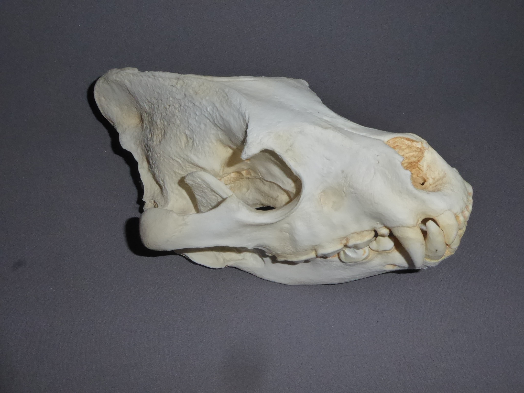 striped-hyena-male-skull-CA26428
