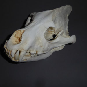striped hyena male skull facing left