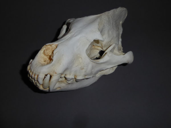 striped hyena male skull facing left