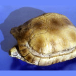 stylemys-nebrascensis-skull-replica-RF006
