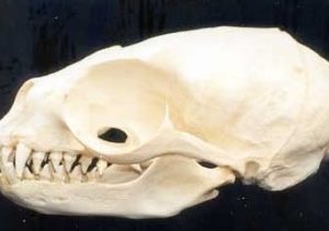 Sub-antarctic Fur Seal Female Skull