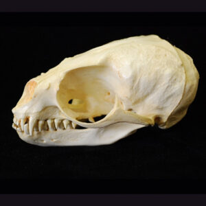 Subantarctic fur seal female skull replica is 6.9 ins.long Arctocephalus tropicalis skull is museum-quality polyurethane resin cast of a CAS specimen.