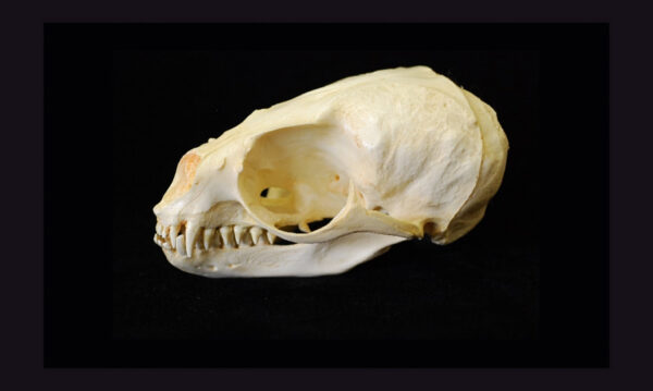 Subantarctic fur seal female skull replica is 6.9 ins.long Arctocephalus tropicalis skull is museum-quality polyurethane resin cast of a CAS specimen.