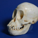 sumatran-orangutan-juvenile-skull-CA01325