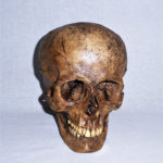 sw amerind skull replica