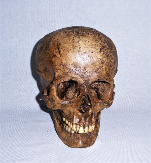 sw amerind skull replica