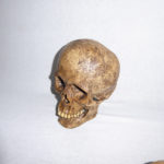 sw-amerind-skull-replica-facing-left-H102