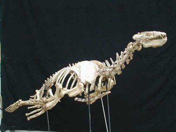 Allodesmus kelloggi mounted skeleton