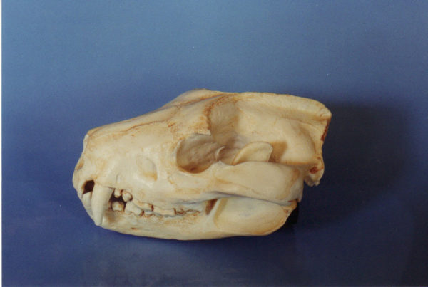 tasmanian devil skull replica
