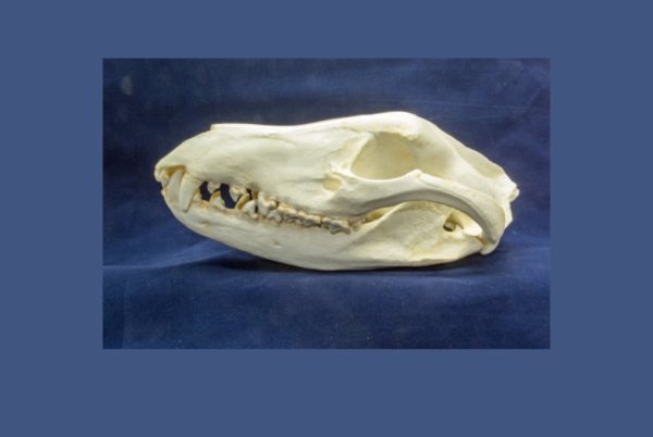 tasmanian wolf skull replica facing left