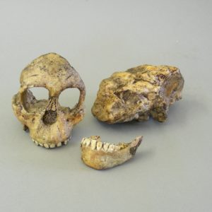 taung child skull replica