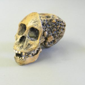 taung child skull replica put together