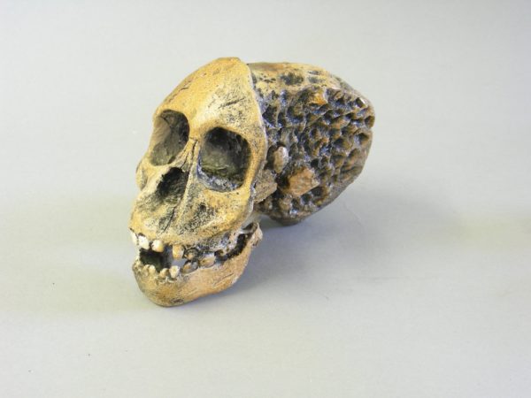 taung child skull replica put together