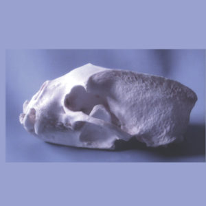 tayra male skull replica