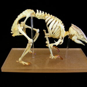 three banded armadillo skeleton without shell