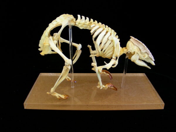 three banded armadillo skeleton without shell