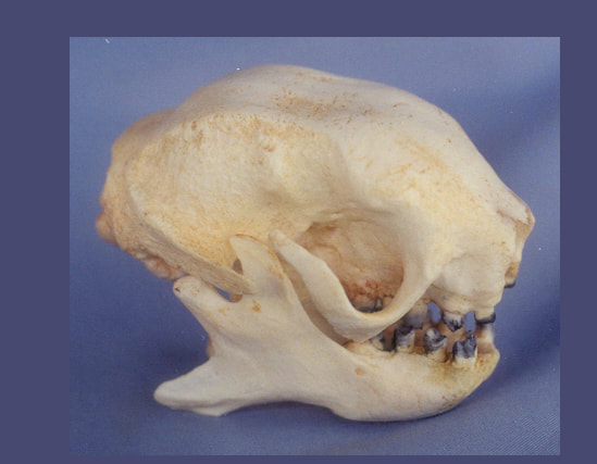 three-toed sloth skull