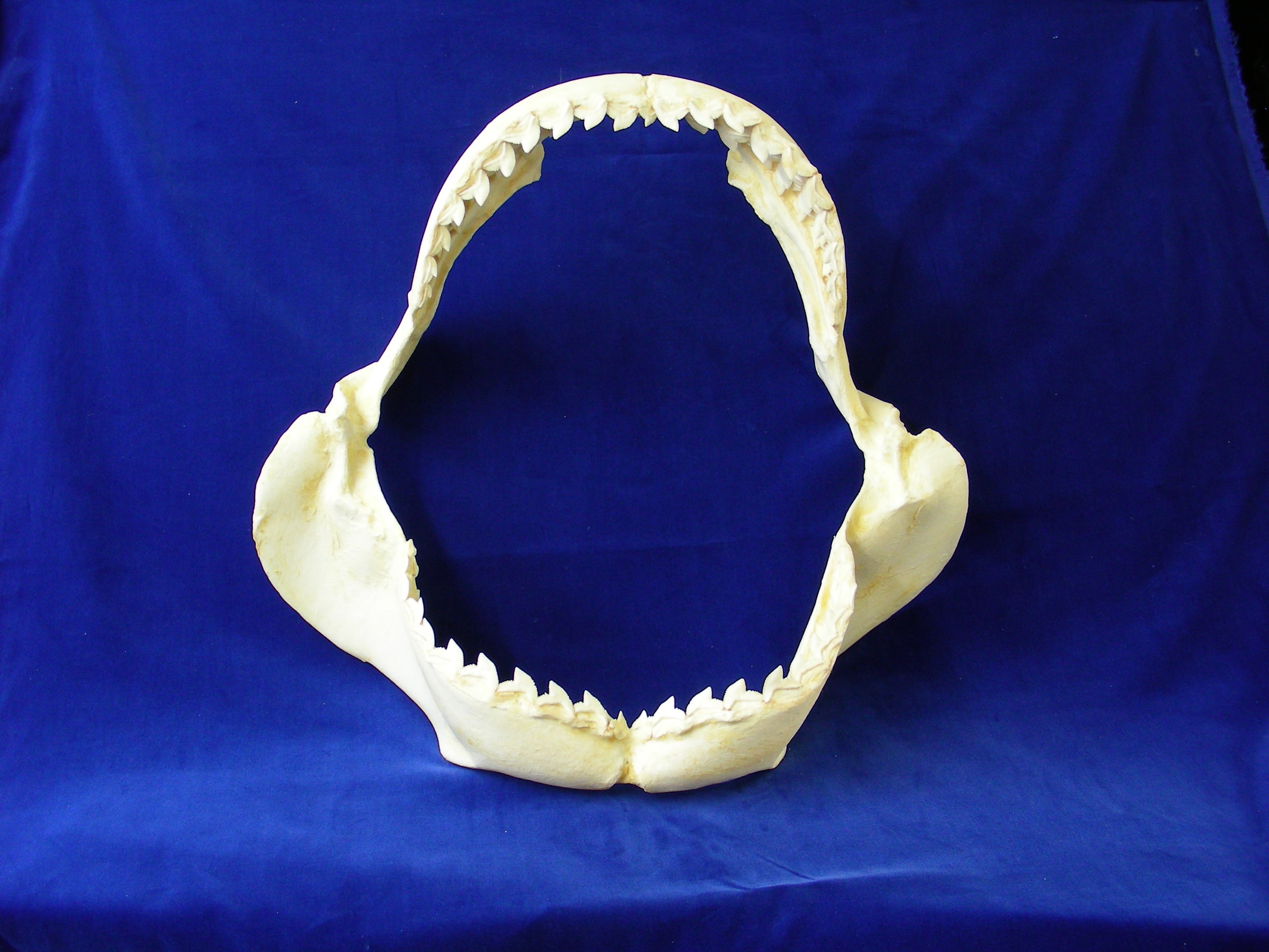 Taxidermy & Curiosities Home & Living 11 TIGER Shark Jaw Galeocerdo