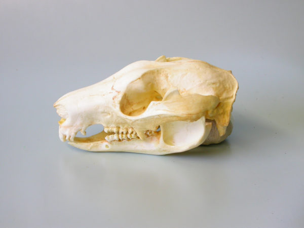 tree kangaroo skull replica