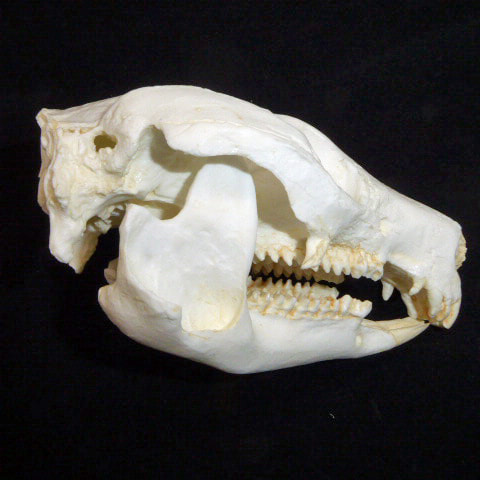 tree kangaroo skull facing right