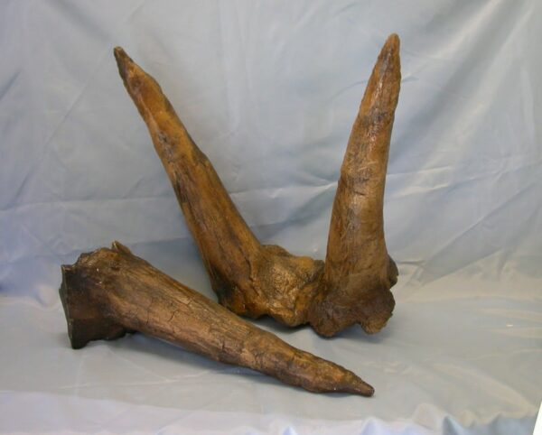 triceratops double horn brow replica M27