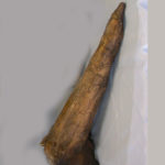 triceratops-horn-single-brow-M26