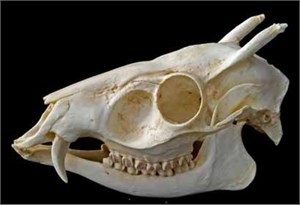Tufted Deer Male Skull