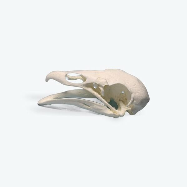 turkey-vulture-skull-replica-facing-left-RS705 turkey vulture skull replica facing left RS705