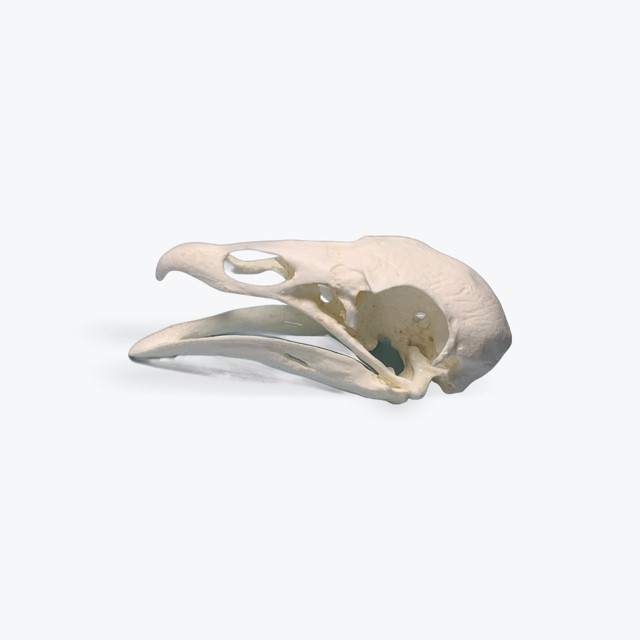 Turkey Vulture Skull Replica Skeletons and Skulls Superstore
