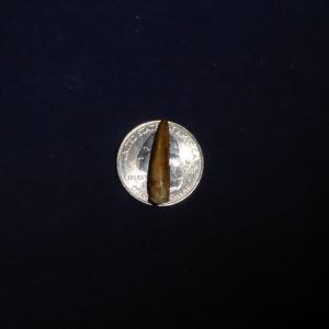 turtle claw replica with quarter