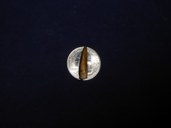 turtle claw replica with quarter