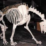 tyGqH-HiDXG-Cfmnr-chalicothere_moropus_complete_mounted_skeleton_replica