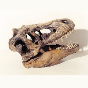 tyrannosaurus rex 1:9 skull replica