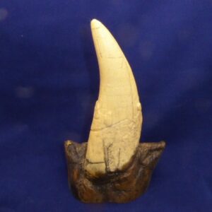 tyrannosaurs rex tooth replica t10