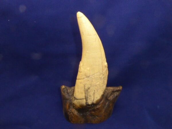 tyrannosaurs rex tooth replica t10