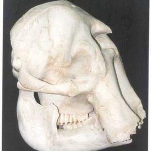 African Elephants Skulls Replicas Models