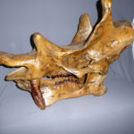uintatherium-skull-replica