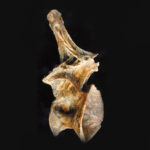 ultrasaurus-dorsal-vertebra-replica-M18