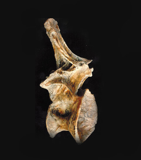 ultrasaurus dorsal vertebra replica
