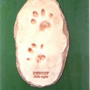 Baby Bobcat Footprint Cast
